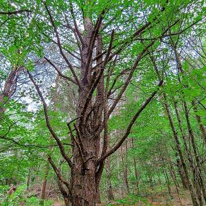 Photo #22 of SOLD property in Adkins Lane, Gretna, VA 13.0 acres