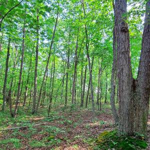 Photo #25 of SOLD property in Adkins Lane, Gretna, VA 13.0 acres