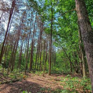 Photo #26 of SOLD property in Adkins Lane, Gretna, VA 13.0 acres