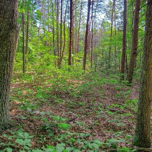 Photo #28 of SOLD property in Adkins Lane, Gretna, VA 13.0 acres