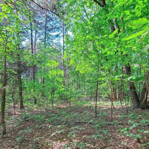 Photo #29 of SOLD property in Adkins Lane, Gretna, VA 13.0 acres