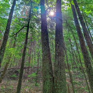Photo #31 of SOLD property in Adkins Lane, Gretna, VA 13.0 acres