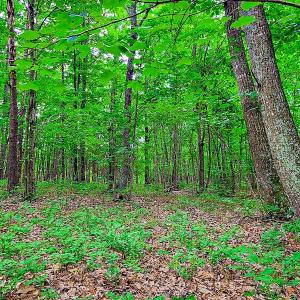 Photo #20 of SOLD property in Adkins Lane, Gretna, VA 13.7 acres