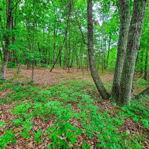 Photo #21 of SOLD property in Adkins Lane, Gretna, VA 13.7 acres