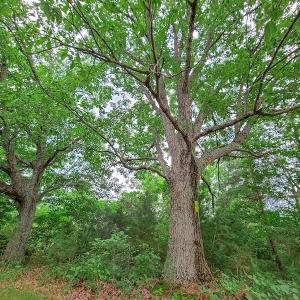 Photo #24 of SOLD property in Adkins Lane, Gretna, VA 13.7 acres