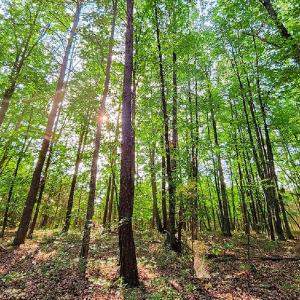 Photo #28 of SOLD property in Adkins Lane, Gretna, VA 13.7 acres