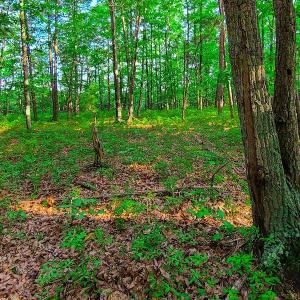 Photo #30 of SOLD property in Adkins Lane, Gretna, VA 13.7 acres