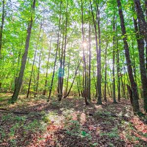 Photo #34 of SOLD property in Adkins Lane, Gretna, VA 13.7 acres