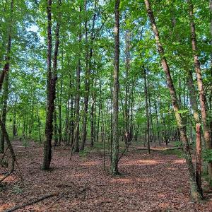 Photo #35 of SOLD property in Adkins Lane, Gretna, VA 13.7 acres