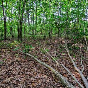 Photo #37 of SOLD property in Adkins Lane, Gretna, VA 13.7 acres