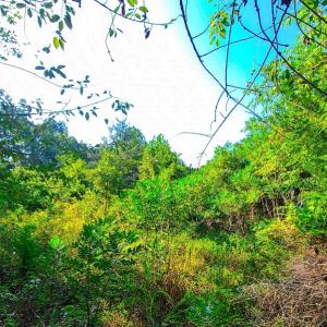 Photo #40 of SOLD property in Adkins Lane, Gretna, VA 13.7 acres