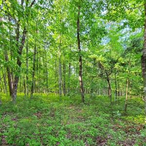 Photo #41 of SOLD property in Adkins Lane, Gretna, VA 13.7 acres