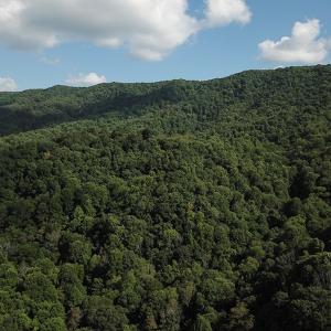 Photo #6 of SOLD property in Off Nebo Mountain Road, Ceres, VA 86.3 acres