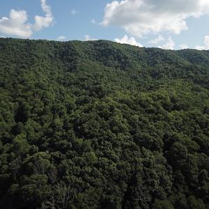 Photo #7 of SOLD property in Off Nebo Mountain Road, Ceres, VA 86.3 acres