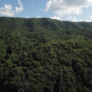 Photo #7 of SOLD property in Off Nebo Mountain Road, Ceres, VA 86.3 acres