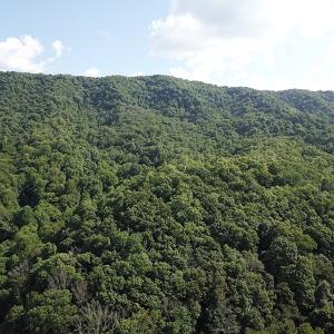 Photo #11 of SOLD property in Off Nebo Mountain Road, Ceres, VA 86.3 acres