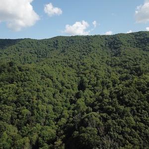 Photo #12 of SOLD property in Off Nebo Mountain Road, Ceres, VA 86.3 acres
