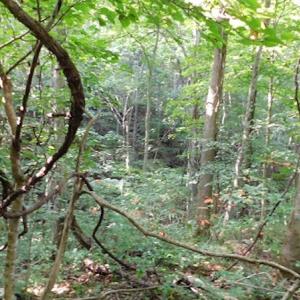 Photo #13 of SOLD property in Off Nebo Mountain Road, Ceres, VA 86.3 acres