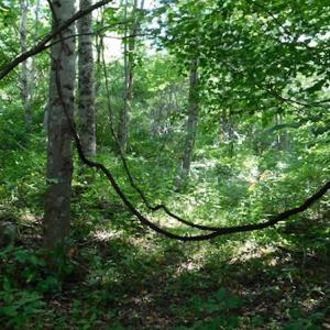 Photo #14 of SOLD property in Off Nebo Mountain Road, Ceres, VA 86.3 acres