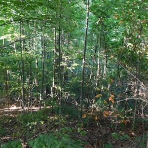 Photo #15 of SOLD property in Off Nebo Mountain Road, Ceres, VA 86.3 acres