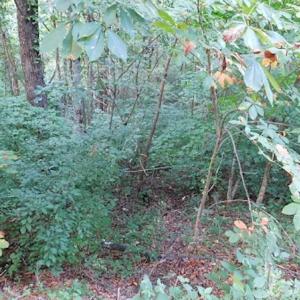 Photo #16 of SOLD property in Off Nebo Mountain Road, Ceres, VA 86.3 acres