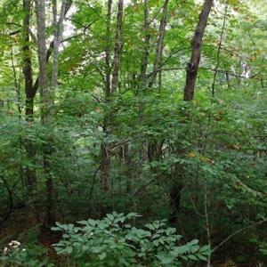 Photo #17 of SOLD property in Off Nebo Mountain Road, Ceres, VA 86.3 acres