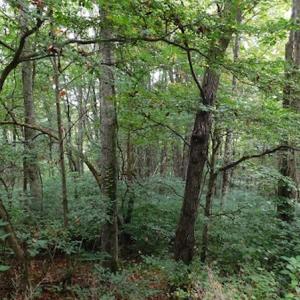 Photo #18 of SOLD property in Off Nebo Mountain Road, Ceres, VA 86.3 acres