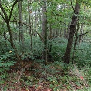 Photo #19 of SOLD property in Off Nebo Mountain Road, Ceres, VA 86.3 acres