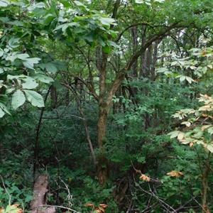 Photo #20 of SOLD property in Off Nebo Mountain Road, Ceres, VA 86.3 acres