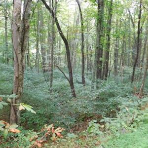Photo #21 of SOLD property in Off Nebo Mountain Road, Ceres, VA 86.3 acres