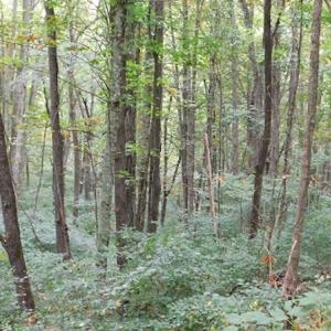 Photo #22 of SOLD property in Off Nebo Mountain Road, Ceres, VA 86.3 acres