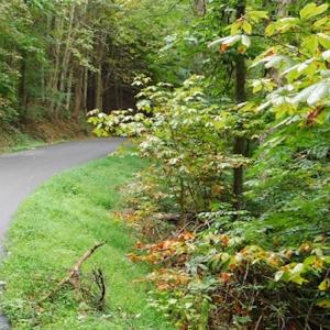 Photo #24 of SOLD property in Off Nebo Mountain Road, Ceres, VA 86.3 acres