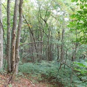 Photo #25 of SOLD property in Off Nebo Mountain Road, Ceres, VA 86.3 acres