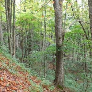 Photo #26 of SOLD property in Off Nebo Mountain Road, Ceres, VA 86.3 acres