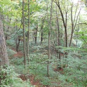 Photo #27 of SOLD property in Off Nebo Mountain Road, Ceres, VA 86.3 acres