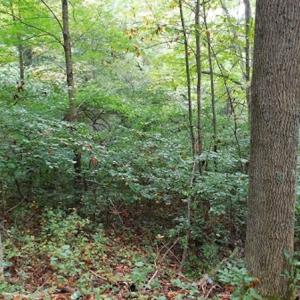 Photo #28 of SOLD property in Off Nebo Mountain Road, Ceres, VA 86.3 acres
