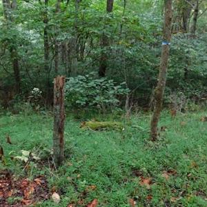 Photo #29 of SOLD property in Off Nebo Mountain Road, Ceres, VA 86.3 acres