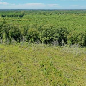 Photo #24 of SOLD property in Off Bolton Road, Rich Square, NC 12.5 acres