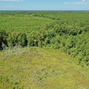 Photo #25 of SOLD property in Off Bolton Road, Rich Square, NC 12.5 acres