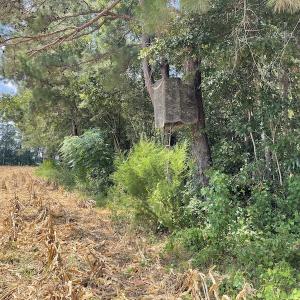 Photo #5 of SOLD property in Off Norton Road, Green Sea, SC 22.4 acres