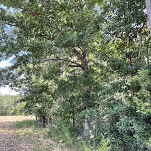 Photo #9 of SOLD property in Off Norton Road, Green Sea, SC 22.4 acres