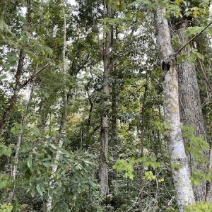 Photo #25 of SOLD property in Off Norton Road, Green Sea, SC 22.4 acres
