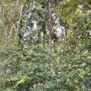 Photo #26 of SOLD property in Off Norton Road, Green Sea, SC 22.4 acres
