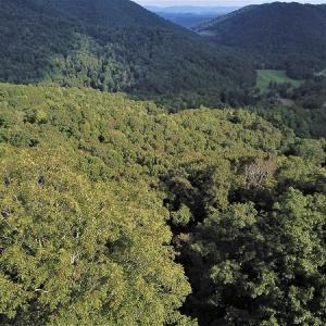 Photo #20 of Off Old Briddle Creek Road, Independence, VA 28.6 acres