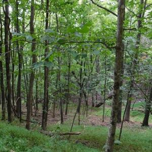 Photo #3 of Off Old Briddle Creek Road, Independence, VA 28.6 acres