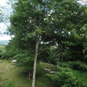 Photo #26 of Off Old Briddle Creek Road, Independence, VA 28.6 acres
