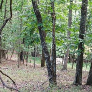Photo #4 of Off Old Briddle Creek Road, Independence, VA 28.6 acres