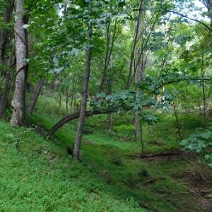 Photo #9 of Off Old Briddle Creek Road, Independence, VA 28.6 acres