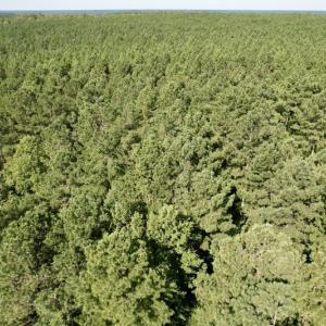 Photo #31 of SOLD property in Off Oral Oaks Road, Victoria, VA 21.2 acres