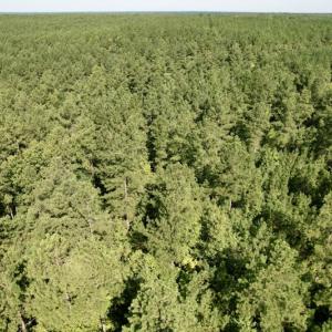 Photo #34 of SOLD property in Off Oral Oaks Road, Victoria, VA 21.2 acres